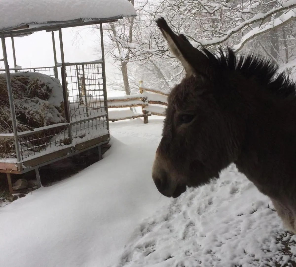 So Magic - La Casa Nel Bosco Villa San Godenzo Holiday home