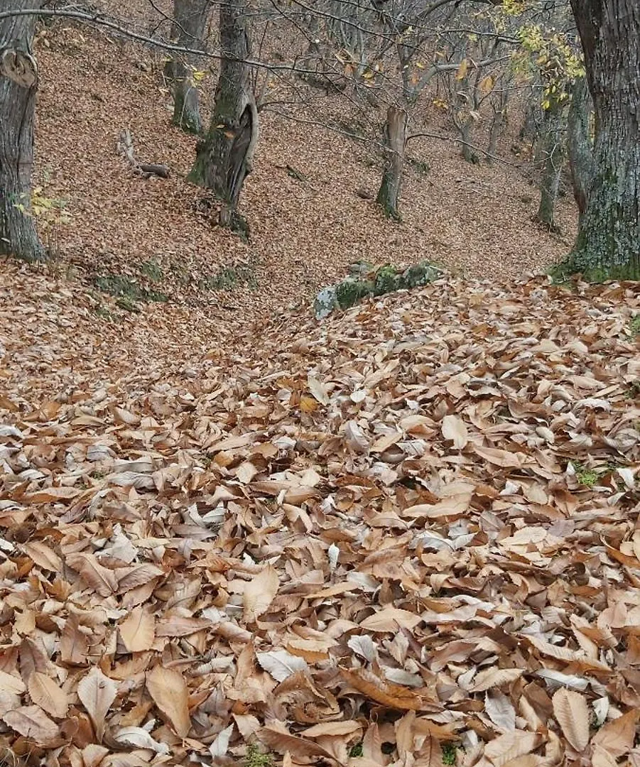 Holiday home So Magic - La Casa Nel Bosco Villa San Godenzo Italy