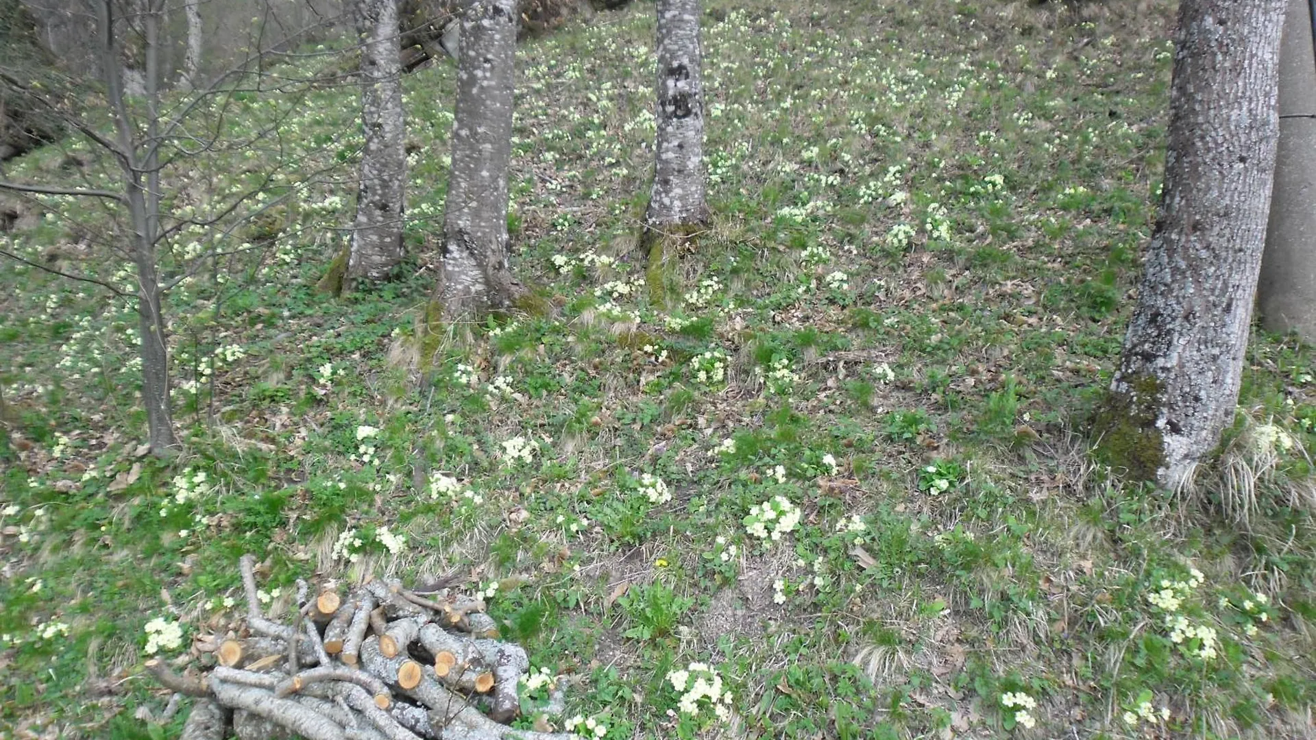 Holiday home So Magic - La Casa Nel Bosco Villa San Godenzo